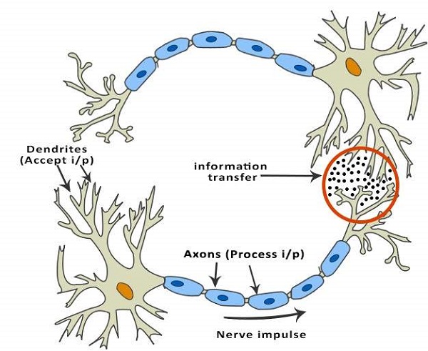 neuron