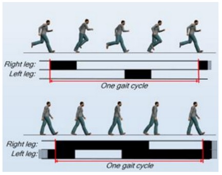 one gait cycle