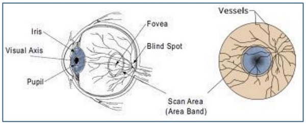 retinal scanning