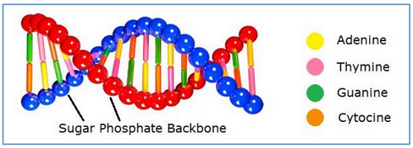 sugar phosphate backbone