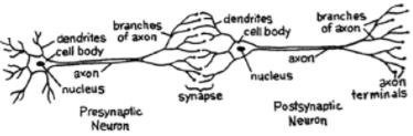 neurons transfer information