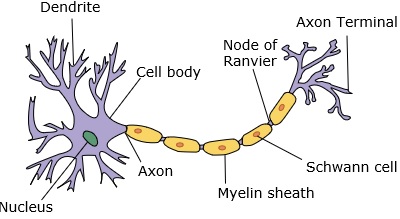 terminal axon