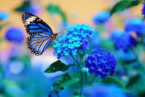 blue butterfly