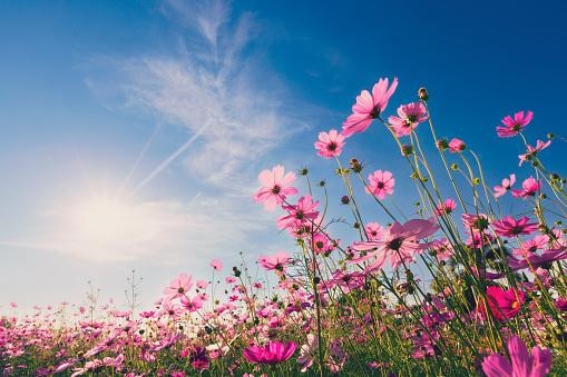 sky flowers